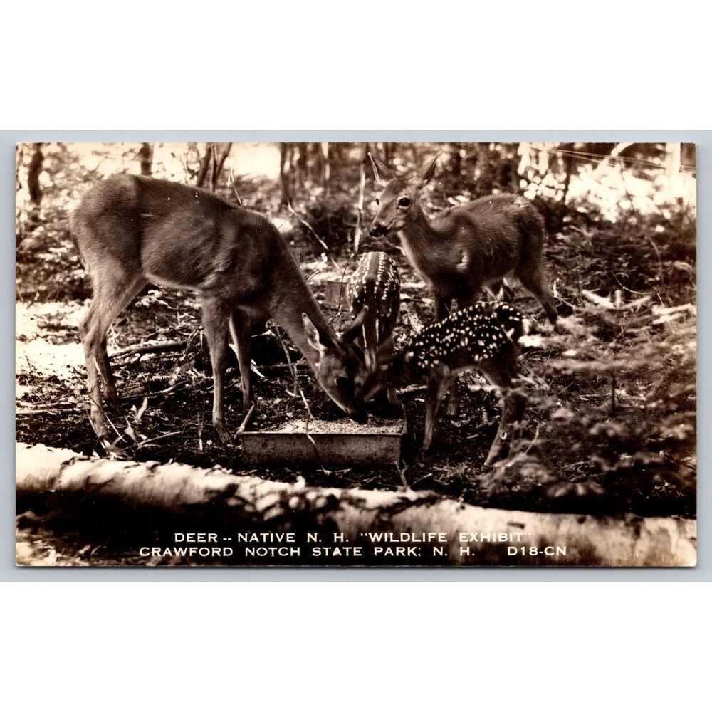 Vintage RPPC Postcard Deer Wildlife Exhibit Crawforn Notch State Park NH 1950s